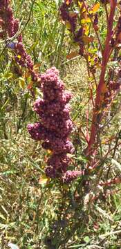 Image of quinoa