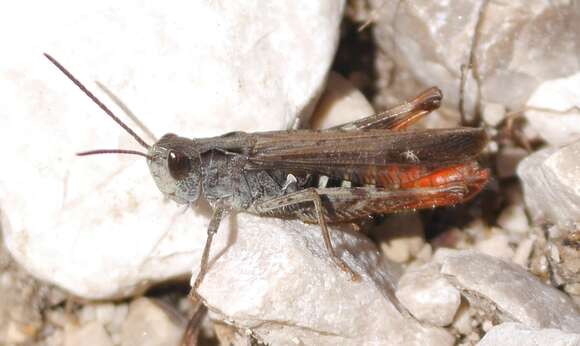 Chorthippus (Glyptobothrus) biguttulus (Linnaeus 1758) resmi