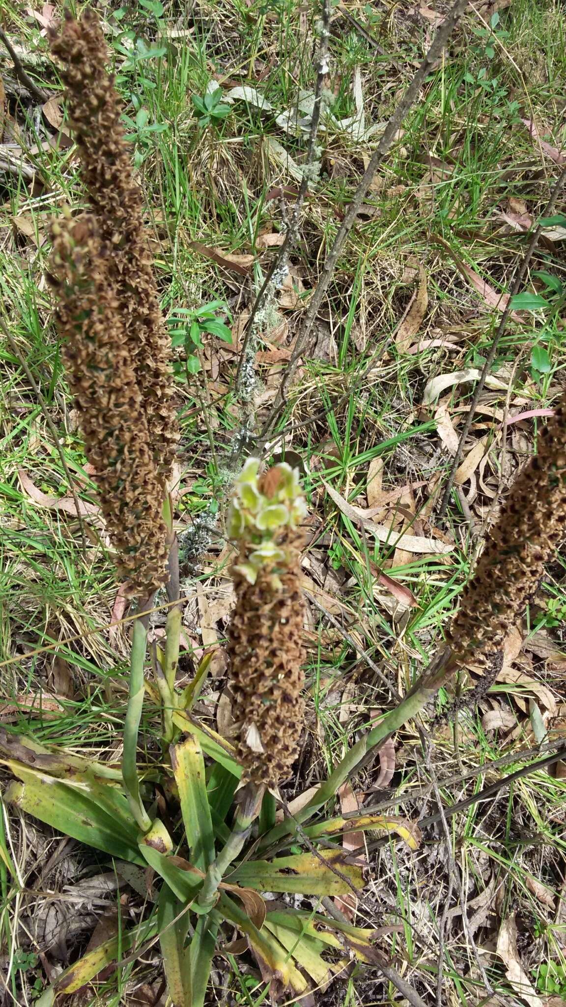 Altensteinia fimbriata Kunth的圖片