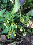 Image de Epidendrum hassleri Cogn.