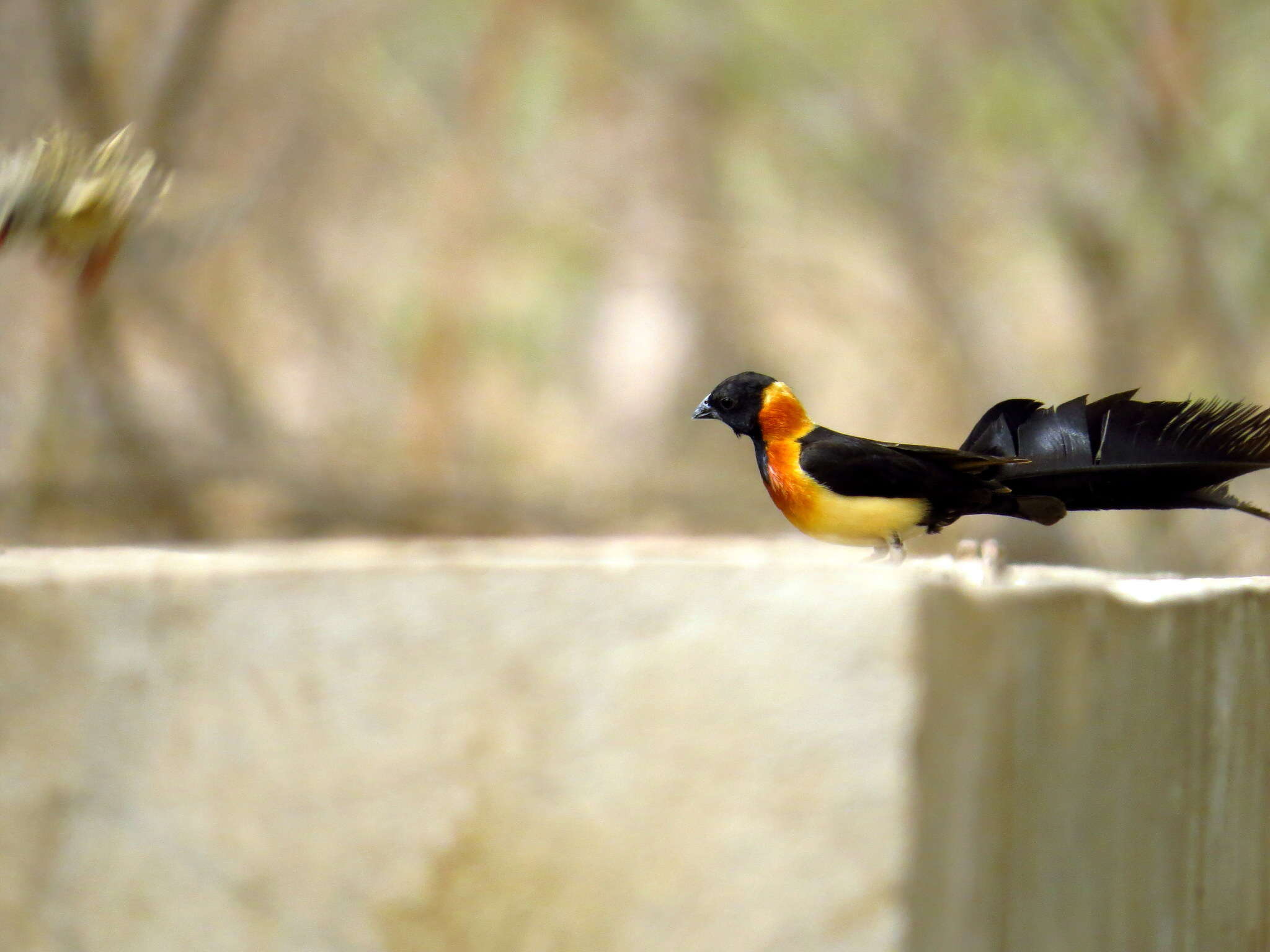 Image of Sahel Paradise Whydah