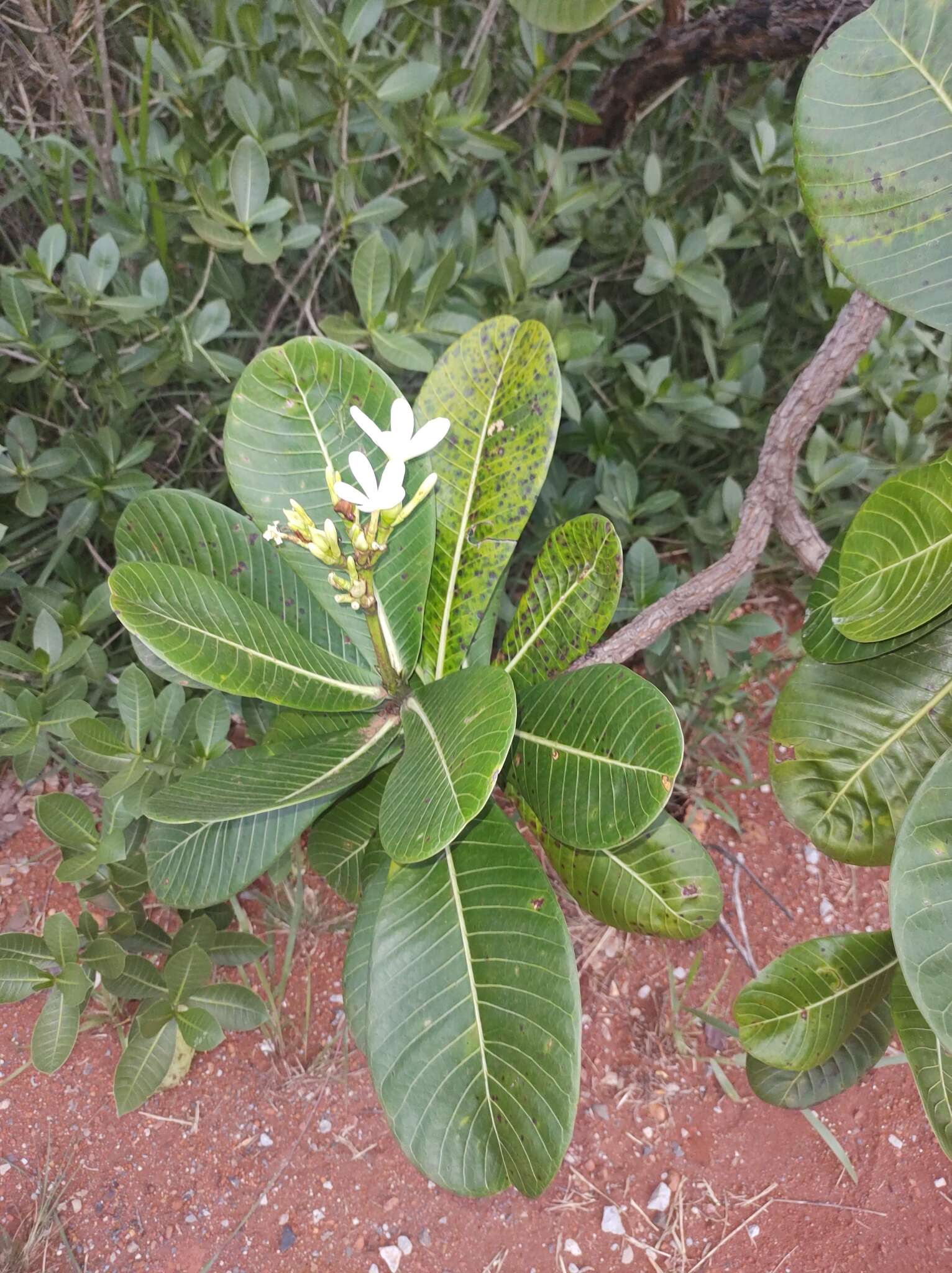 Himatanthus obovatus (Müll. Arg.) R. E. Woodson的圖片