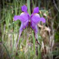 صورة Linaria triornithophora (L.) Willd.