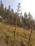 Imagem de Puya bicolor Mez