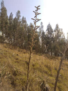 Imagem de Puya bicolor Mez