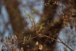 Слика од Dalbergia lanceolaria L. fil.