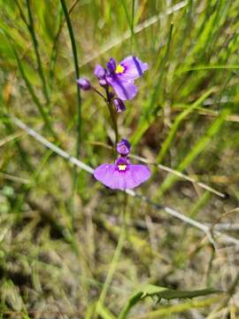 Image of Utricularia beaugleholei R. J. Gassin