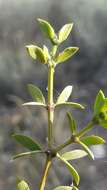 Image de Larrea divaricata Cav.