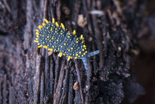 Image of Holacanthella paucispinosa (Salmon & JT 1941)