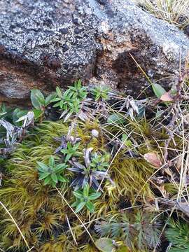 Image of Celmisia gibbsii Cheeseman