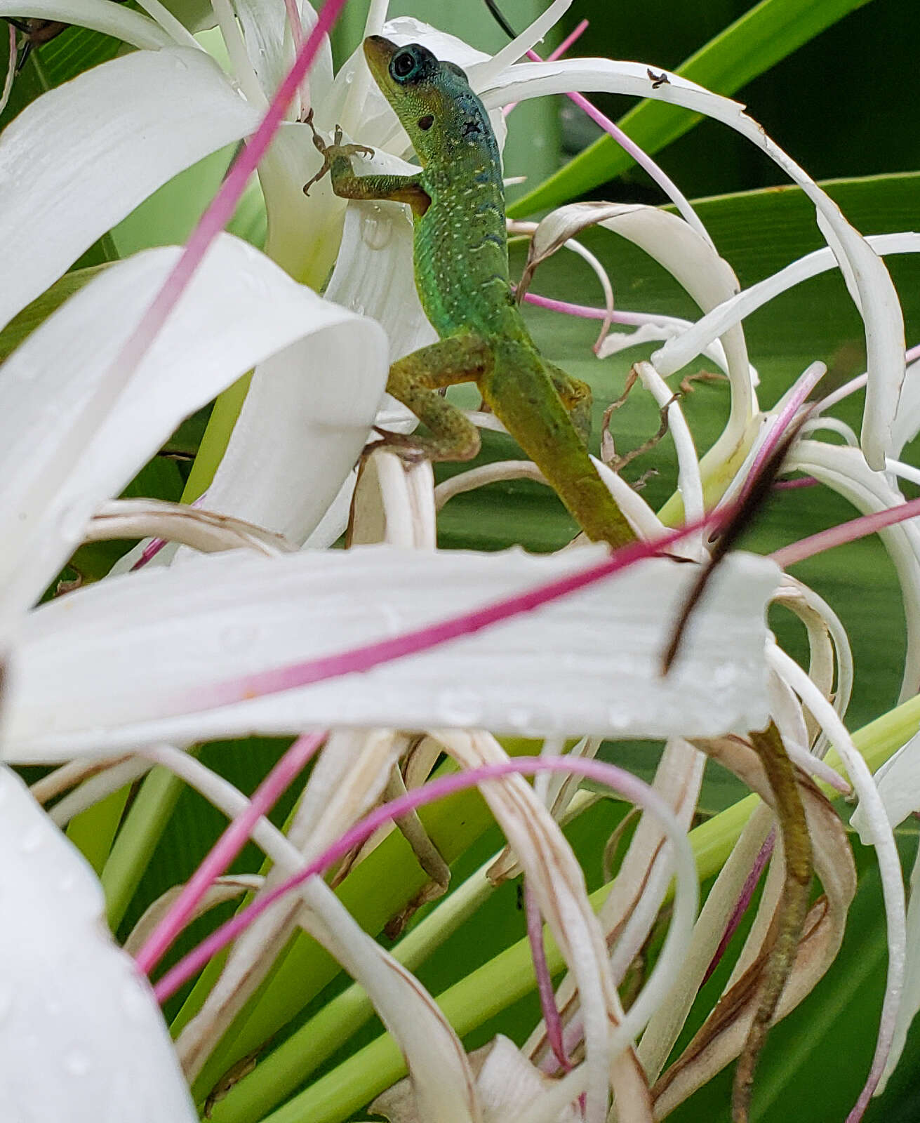 Image of Barbados anole