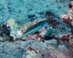 Image of Smalltail wrasse