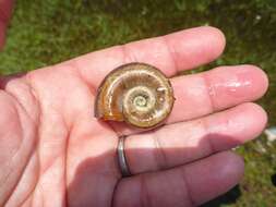 Image of Giant rams-horn snail