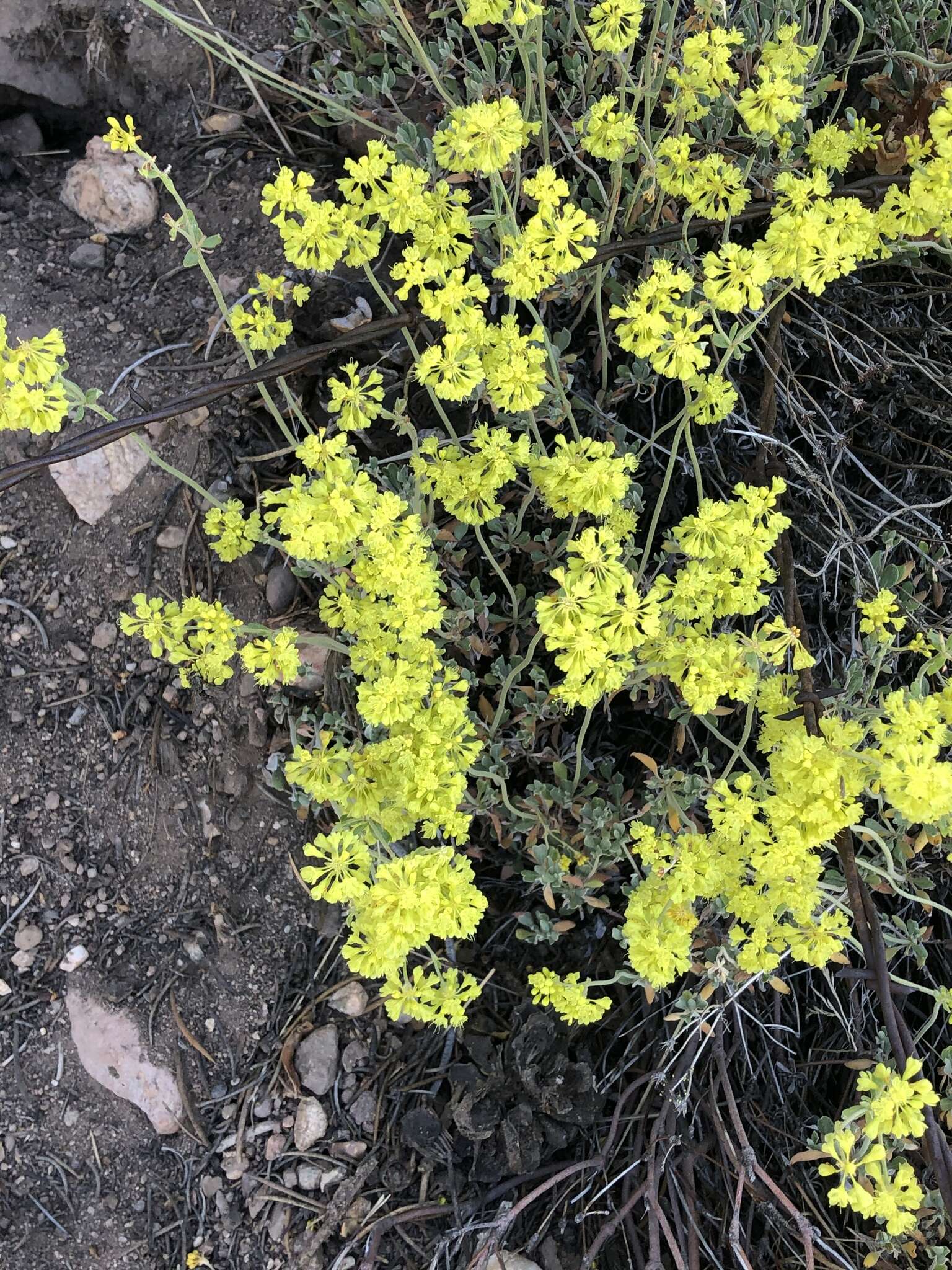 Image of Munz's buckwheat