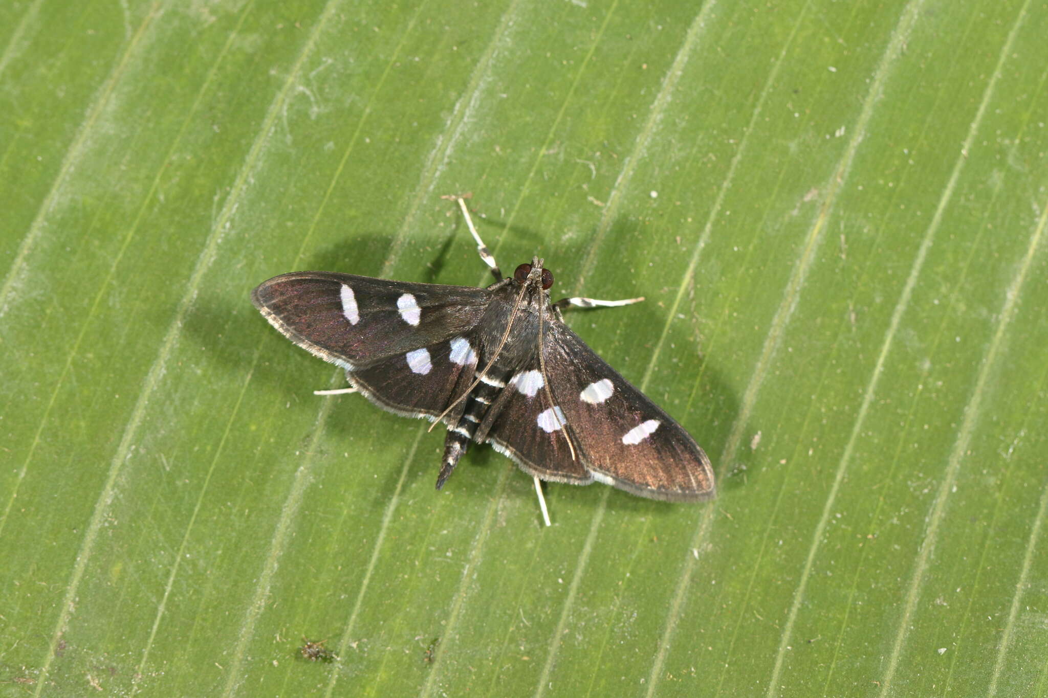 Image of Desmia octomaculalis Amsel 1956