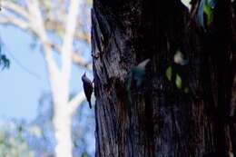 Image of Red-browed Treecreeper