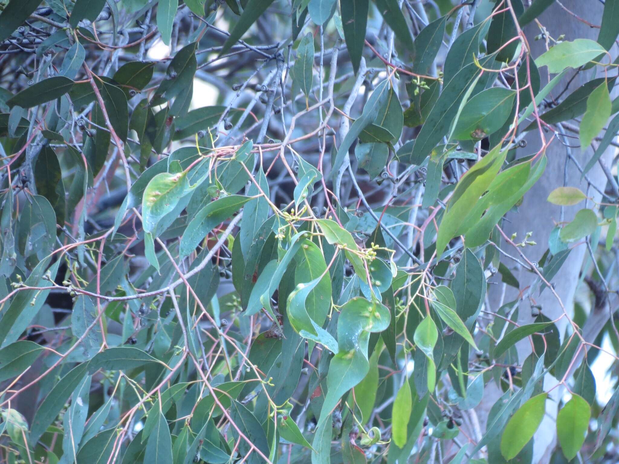 Слика од Eucalyptus ovata Labill.