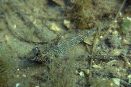 Image of Australian sailfin goby