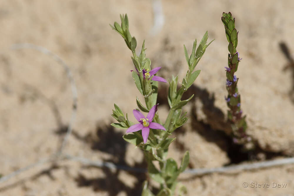 Image of Schenkia australis (R. Br.) G. Mansion