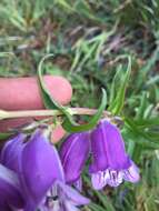 Penstemon leonensis Straw的圖片