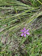 Image of southwestern pleatleaf