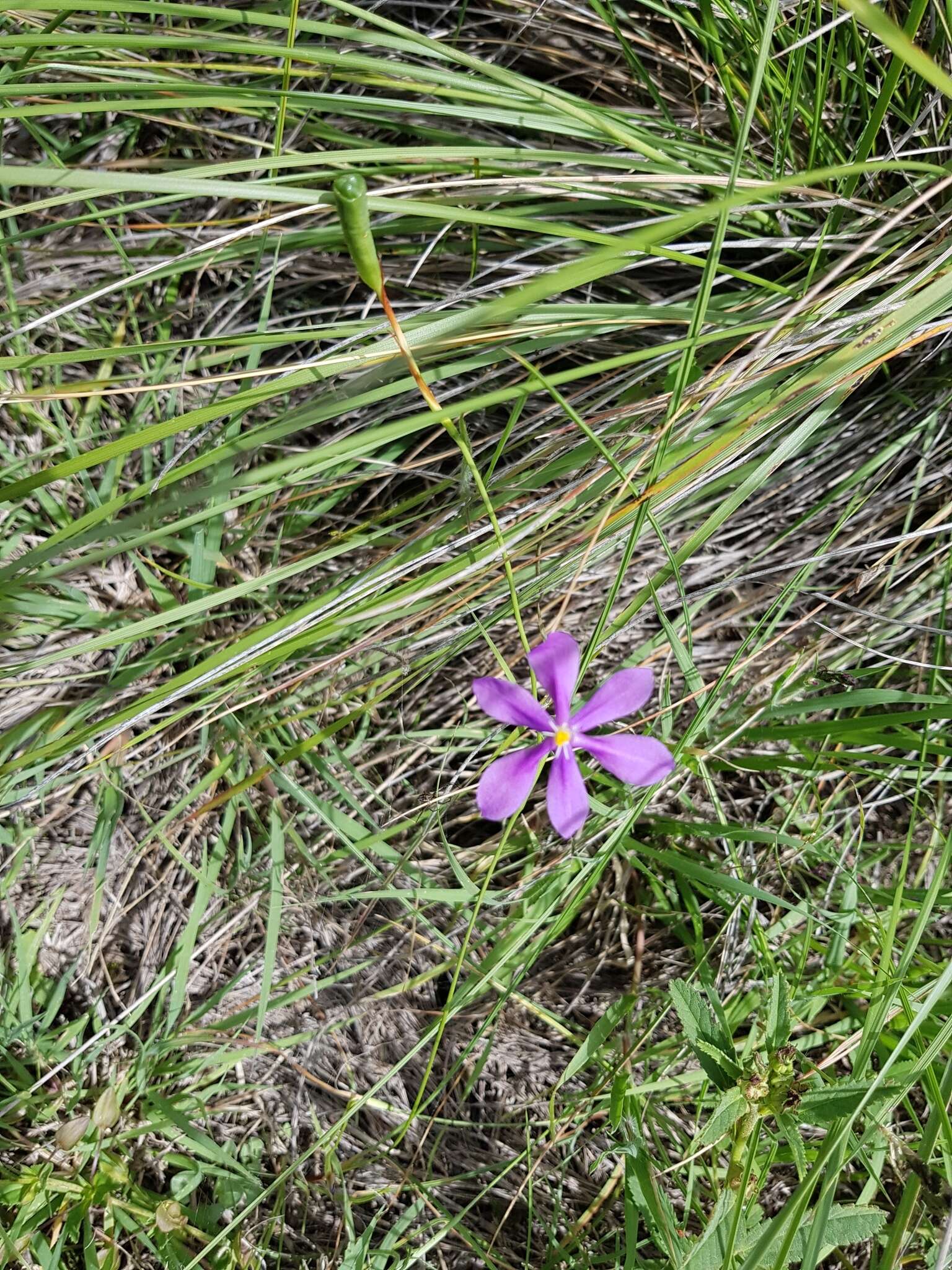 Image of southwestern pleatleaf