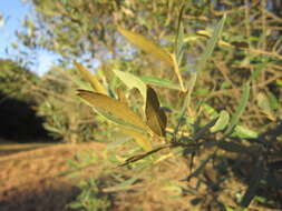 Image of African olive