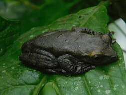 Image of Porthole Treefrog