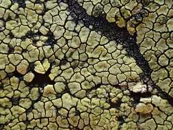 Image of Yellow map lichen;   World map lichen