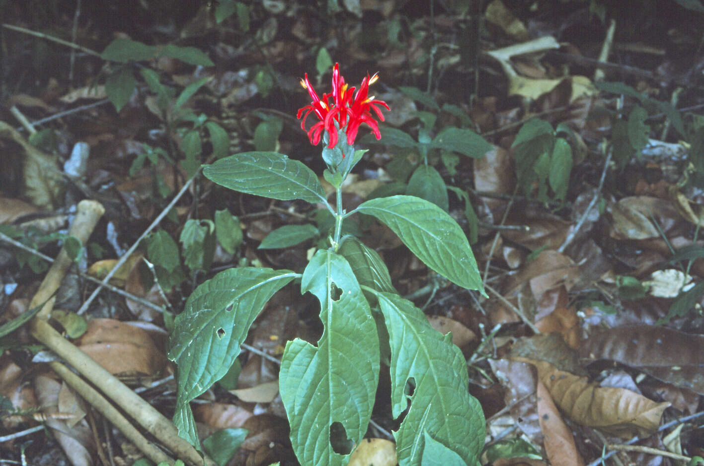 Pachystachys coccinea (Aubl.) Nees resmi