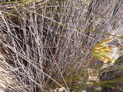 Image of Tylecodon ventricosus (Burm. fil.) H. Tölken