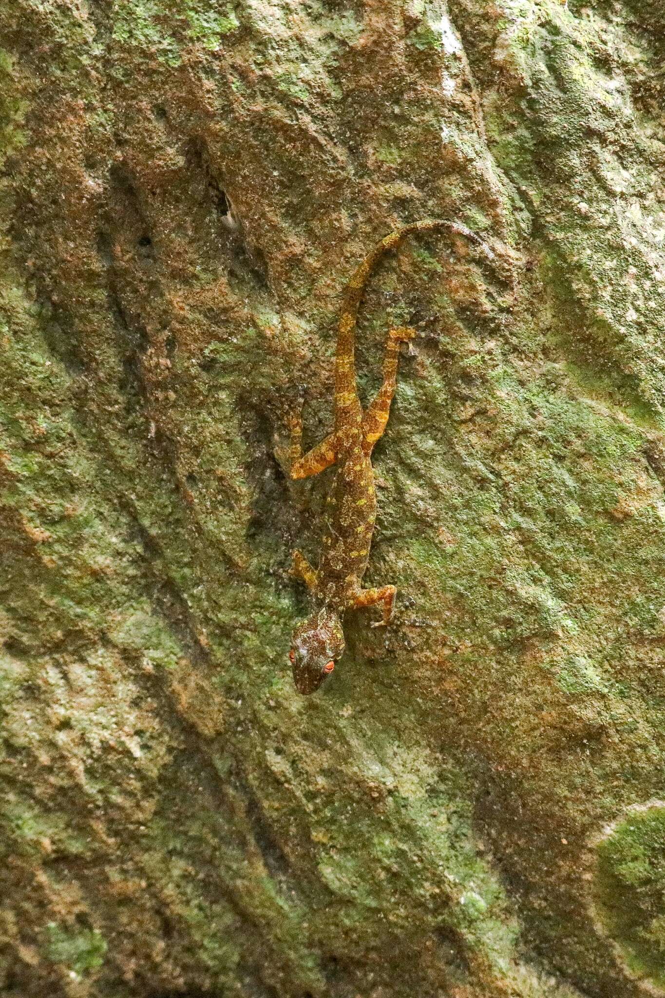 Image of Indian Golden Gecko