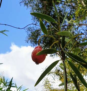 Image of Santalum acuminatum (R. Br.) A. DC.