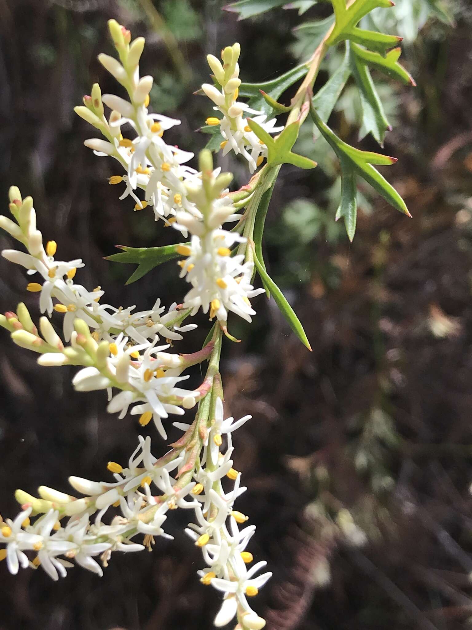 Imagem de Symphionema montanum R. Br.