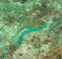 Image of Adorned wrasse