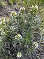 Image of Echium decaisnei Webb & Berth.