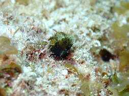 Image of Secretary Blenny