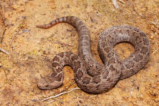 Image of Crotalus ravus brunneus Harris & Simmons 1978