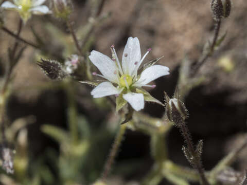 Image de Sabulina nuttallii var. gracilis (B. L. Rob.) Dillenb. & Kadereit