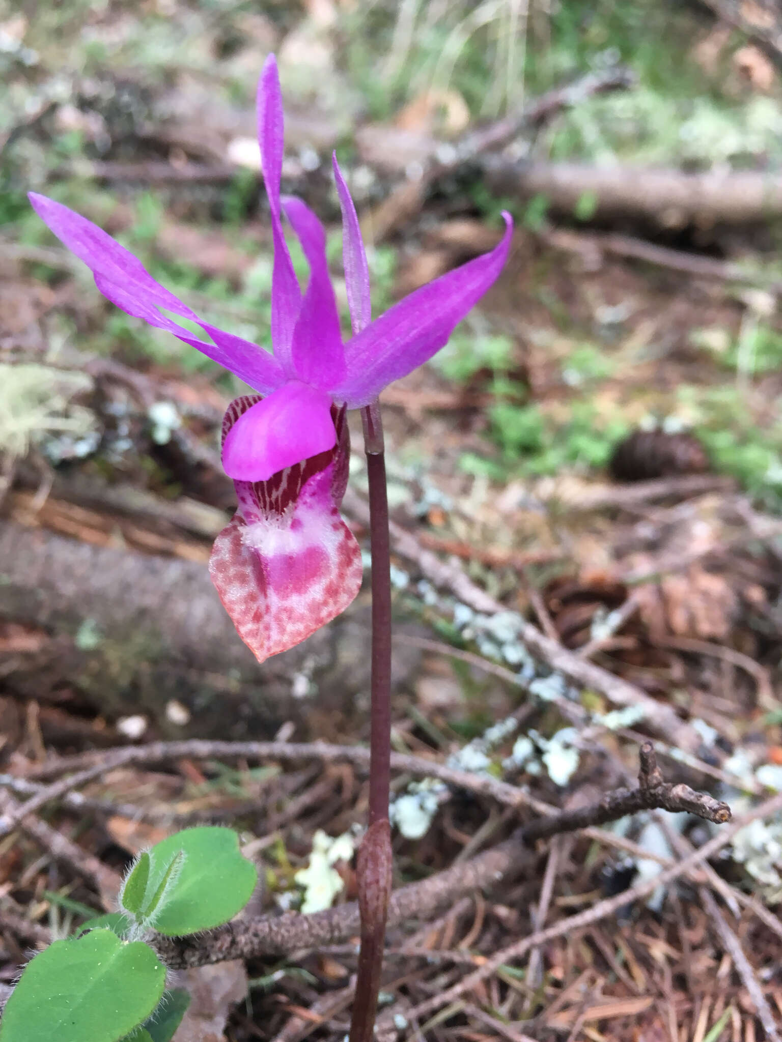 Image of fairy slipper