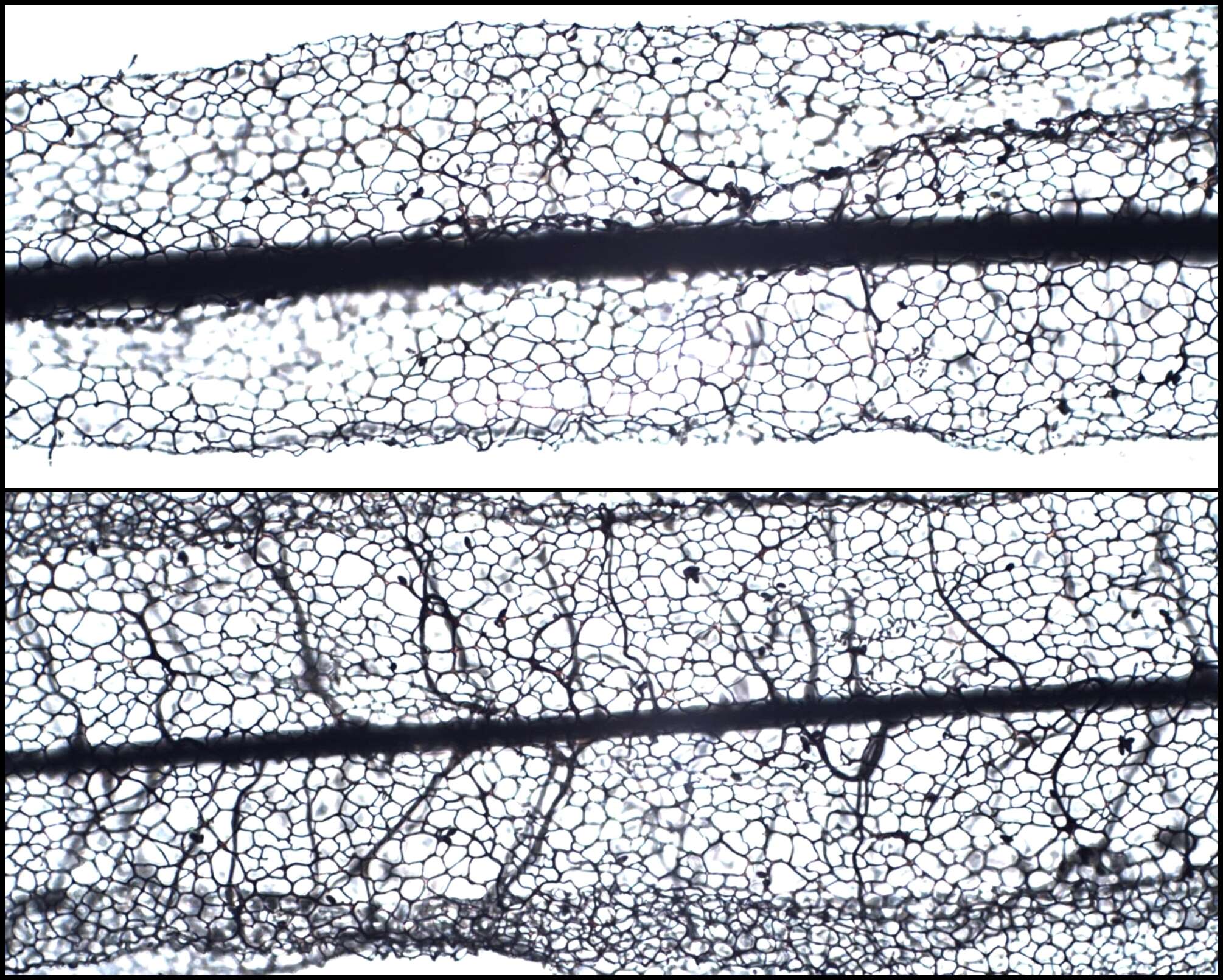 Image of Stemonitis fusca