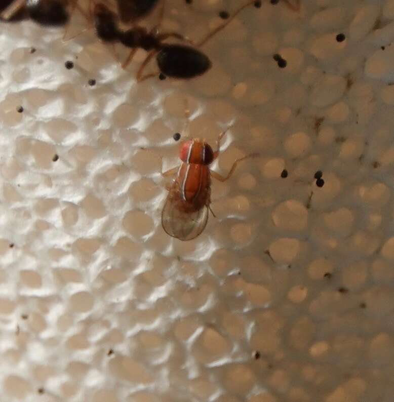 Image of African Fig Fly