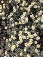 Слика од Leucochrysum alpinum (F. Müll.) R. J. Dennis & N. G. Walsh