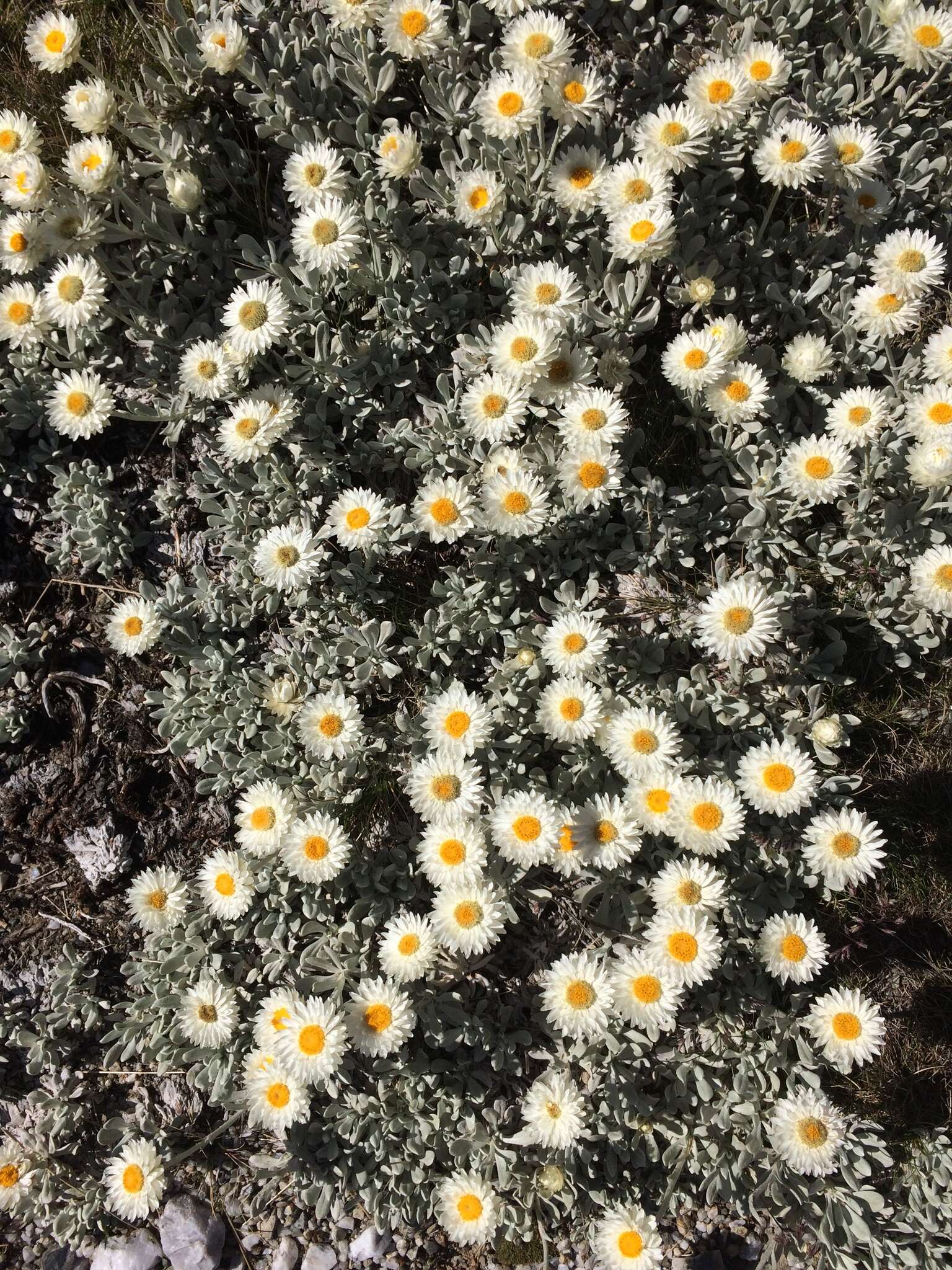 Image of Leucochrysum alpinum (F. Müll.) R. J. Dennis & N. G. Walsh