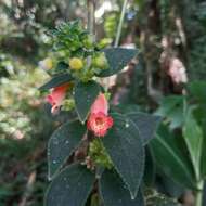 Image of Kohleria spicata (Kunth) Oerst.