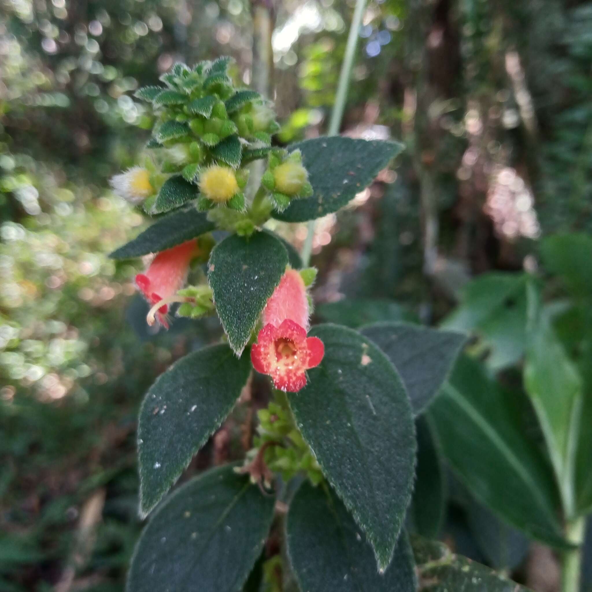 Image of Kohleria spicata (Kunth) Oerst.