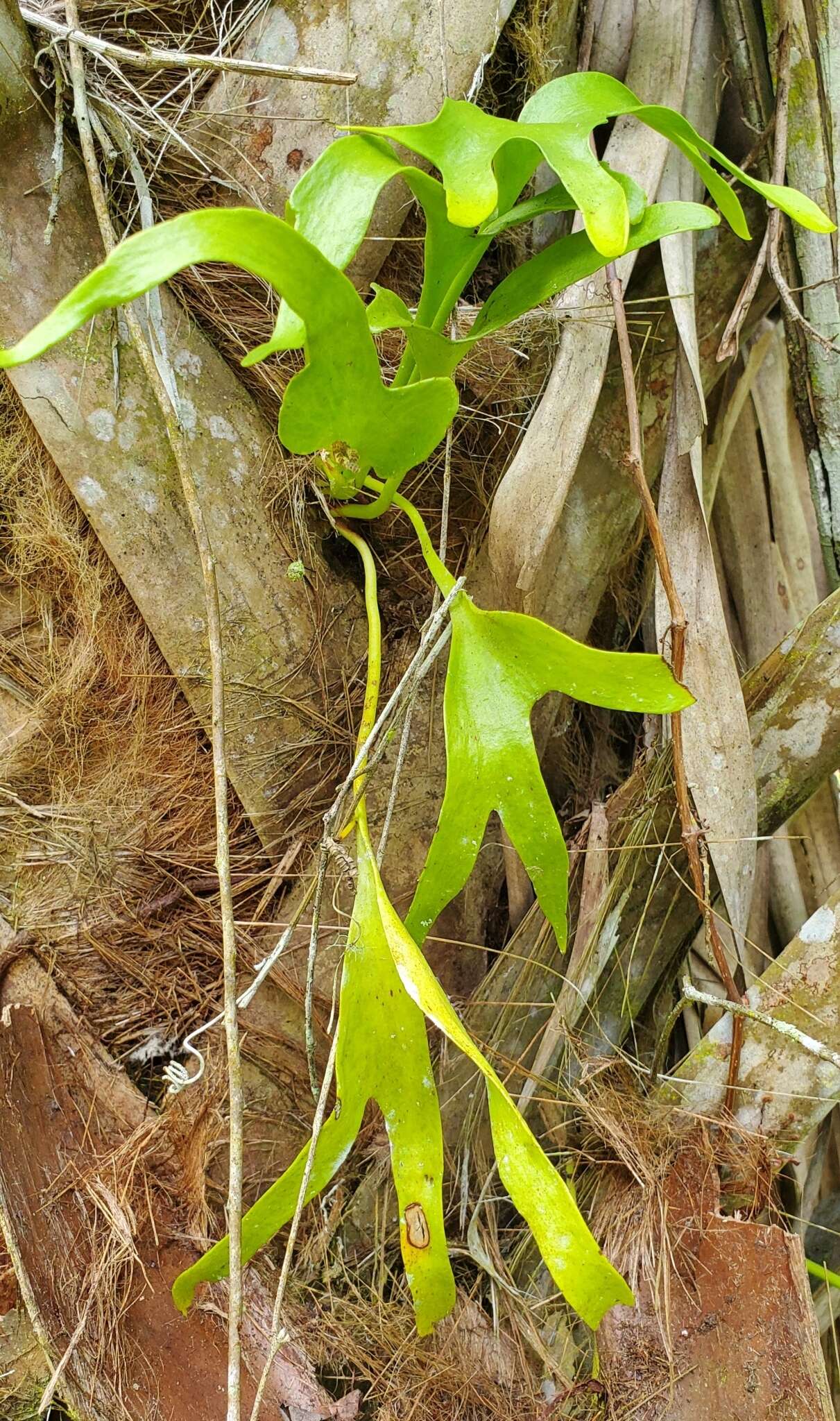 Image of cheiroglossa fern