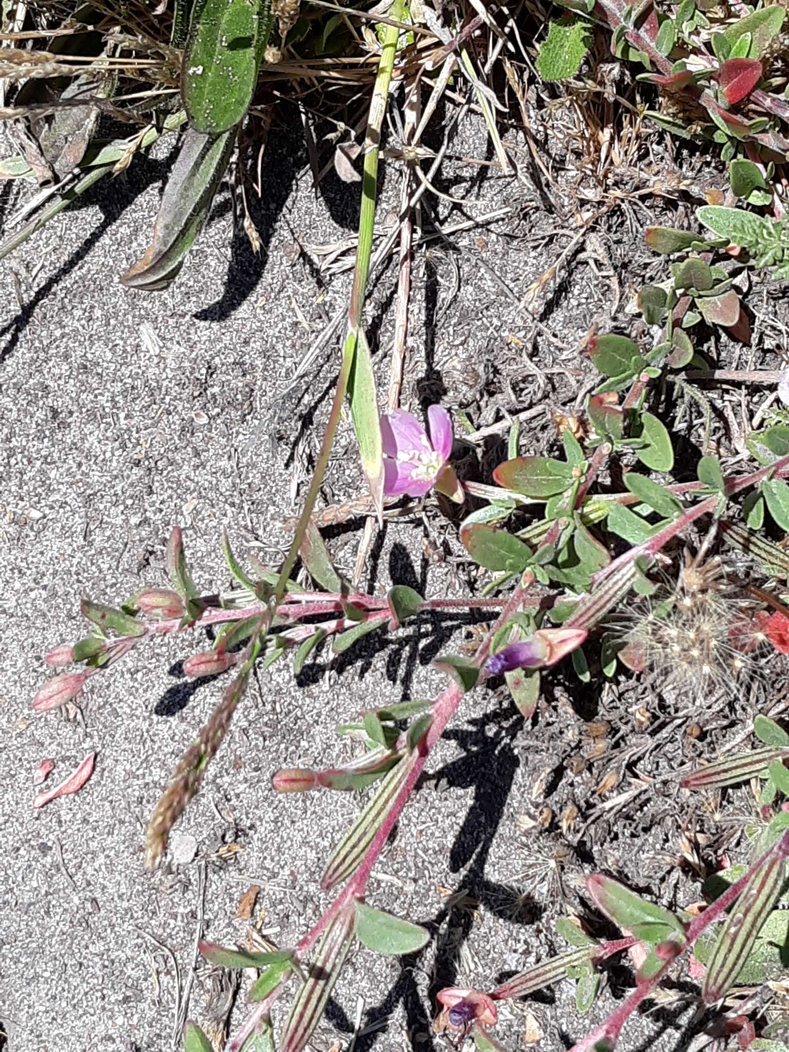 Plancia ëd Clarkia davyi (Jepson) H. & M. Lewis