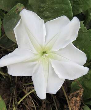 Image of Moonflower or moon vine