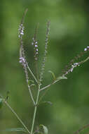 Image of Sandpaper Vervain